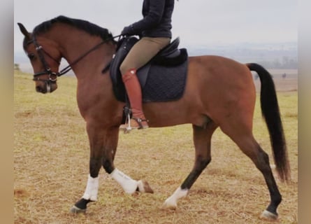 Ispano-Arabo, Castrone, 11 Anni, 159 cm, Baio