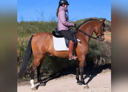 Ispano-Arabo, Castrone, 11 Anni, 159 cm, Baio