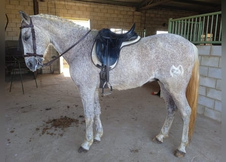 Ispano-Arabo, Castrone, 14 Anni, 158 cm, Grigio trotinato