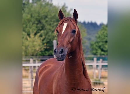 Ispano-Arabo, Castrone, 5 Anni, 156 cm, Sauro