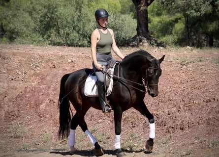 Ispano-Arabo, Castrone, 6 Anni, 161 cm, Baio nero