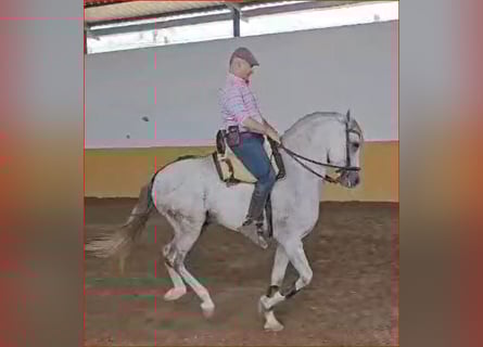Ispano-Arabo, Castrone, 6 Anni, 161 cm, Grigio