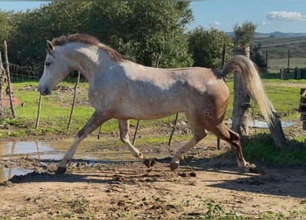 Ispano-Arabo, Castrone, 7 Anni, 156 cm