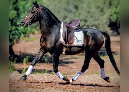 Ispano-Arabo Mix, Castrone, 7 Anni, 161 cm, Baio nero