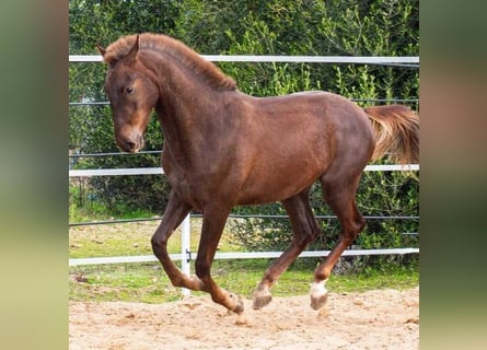 Ispano-Arabo, Stallone, 2 Anni, 156 cm, Sauro
