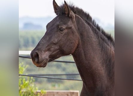 Ispano-Arabo, Stallone, 2 Anni, 158 cm, Morello