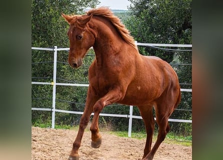 Ispano-Arabo, Stallone, 2 Anni, 158 cm, Sauro