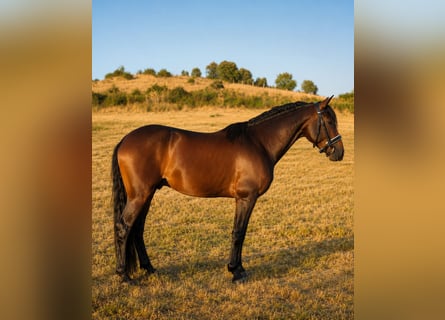 Ispano-Arabo, Stallone, 4 Anni, 160 cm, Baio scuro