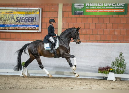 Hanoverian, Stallion, 9 years, 17 hh, Bay-Dark