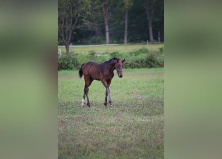 Italienisches Reitpferd, Hengst, 2 Jahre, Dunkelbrauner