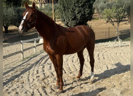 Italienisches Reitpferd, Hengst, 6 Jahre, 170 cm, Fuchs