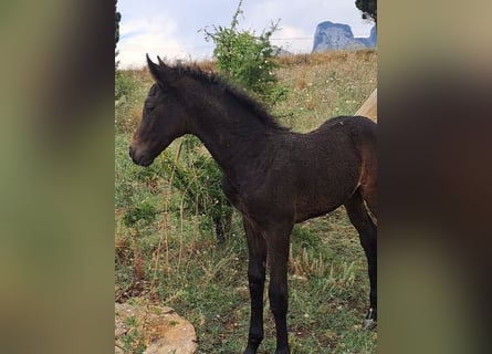 Italienisches Reitpferd, Hengst, , Dunkelbrauner