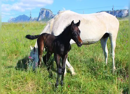 Italienisches Reitpferd, Hengst, , Dunkelbrauner