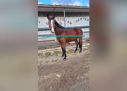 Italienisches Reitpferd Mix, Stute, 11 Jahre, 160 cm, Dunkelbrauner
