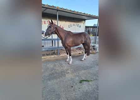 Italienisches Reitpferd, Stute, 13 Jahre, 165 cm, Fuchs