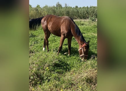 Italienisches Reitpferd, Stute, 1 Jahr, Hellbrauner