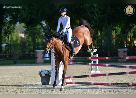 Italienisches Reitpferd, Stute, 5 Jahre, Brauner