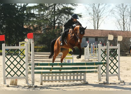 Italienisches Reitpferd, Stute, 5 Jahre, Hellbrauner