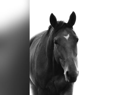 Italienisches Reitpferd, Stute, 5 Jahre, Hellbrauner