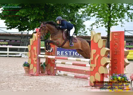 Italienisches Reitpferd, Stute, 6 Jahre, 165 cm, Brauner