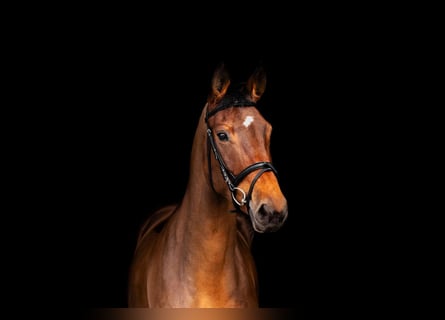 Italienisches Reitpferd, Stute, 6 Jahre, 168 cm, Brauner