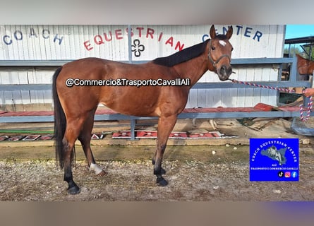 Italienisches Reitpferd, Stute, 8 Jahre, 157 cm, Brauner