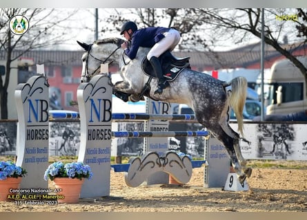 Italienisches Reitpferd, Stute, 8 Jahre, 170 cm, Schimmel