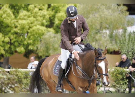 Italienisches Reitpferd, Stute, 8 Jahre, 174 cm, Dunkelbrauner