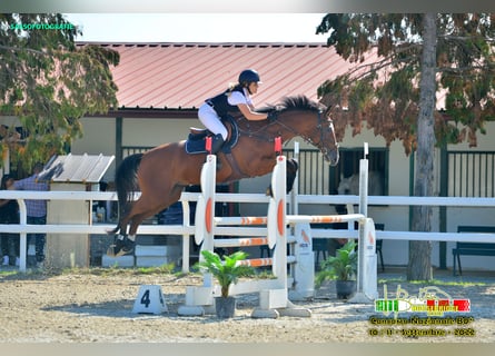 Italienisches Reitpferd, Wallach, 12 Jahre, 172 cm, Brauner