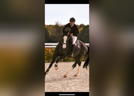 Italienisches Reitpferd, Wallach, 19 Jahre, 180 cm, Rappe