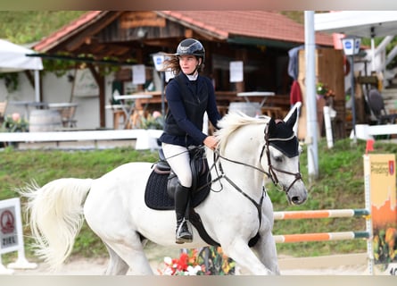 Italienisches Reitpferd, Wallach, 7 Jahre, 175 cm, Schimmel