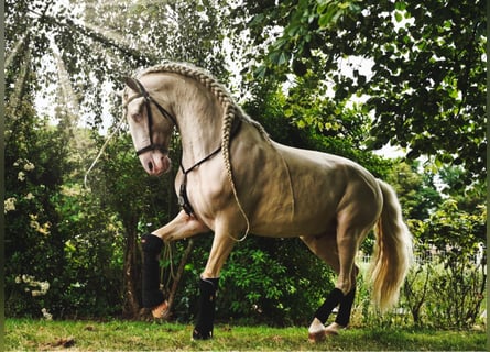 Lusitano, Stallone, 12 Anni, 162 cm, Cremello