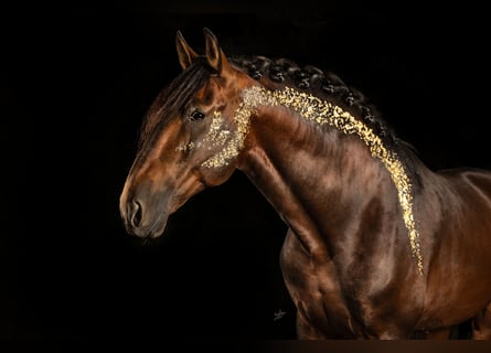 PRE, Semental, 6 años, 172 cm, Castaño
