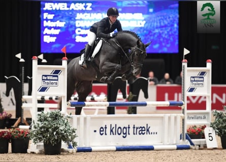 Zangersheider, Stallion, 9 years, 16,2 hh, Grey