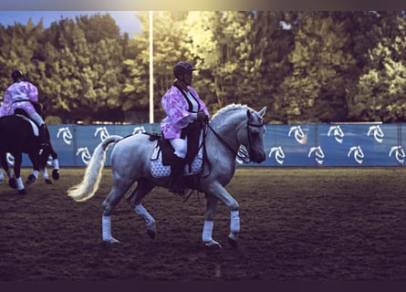 Camargue, Stallone, 29 Anni, 148 cm, Grigio