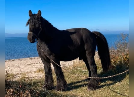 Jütländer, Ruin, 8 Jaar, 158 cm, Donkerbruin