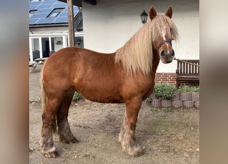 Jütländer, Stute, 3 Jahre, 155 cm, Fuchs
