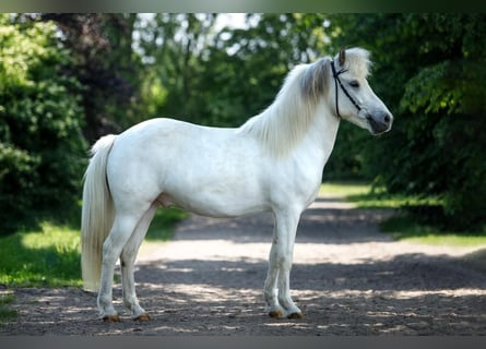 Jütländer, Wallach, 6 Jahre, 140 cm, Schimmel