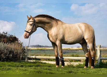 PRE, Stallone, 10 Anni, 162 cm, Perlino