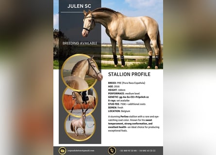 PRE, Stallone, 9 Anni, 162 cm, Perlino
