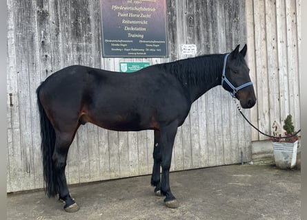 Kabardin, Castrone, 12 Anni, 154 cm, Baio nero