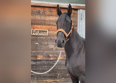 Kabardin, Giumenta, 12 Anni, 156 cm, Morello