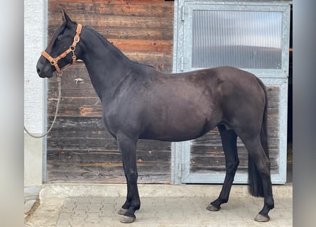 Kabardiner, Stute, 12 Jahre, 156 cm, Rappe