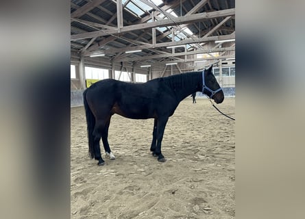 Kabardiner, Wallach, 12 Jahre, 154 cm, Schwarzbrauner