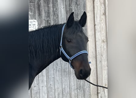 Kabardiner, Wallach, 13 Jahre, 160 cm, Dunkelbrauner