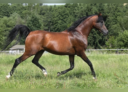 Volbloed Arabier, Hengst, 25 Jaar, 154 cm, Bruin