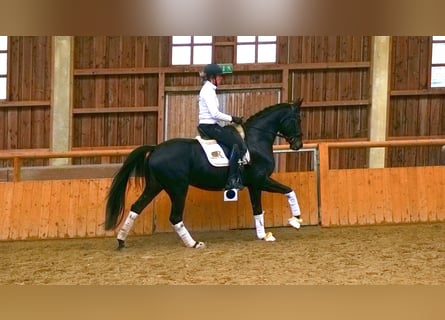 Karachai, Mare, 4 years, 16,1 hh, Black