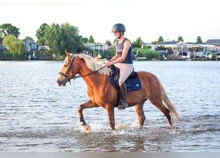 Karachai, Mare, 5 years, 14.1 hh, Chestnut-Red