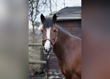 Karachai, Mare, 7 years, 14,1 hh, Brown