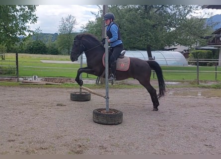 Karachai, Mare, 8 years, 13.2 hh, Black